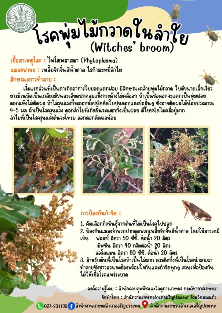 โรคพุ่มไม้กวาดในลำไย (Witches'broom)
