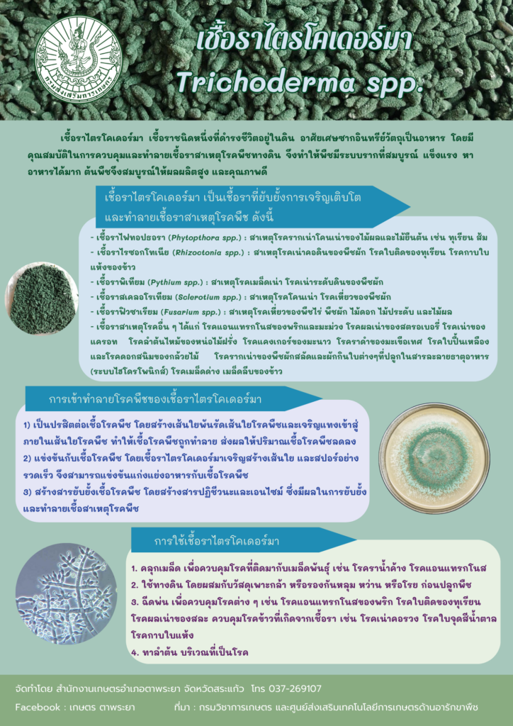 เชื้อราไตรโคเดอร์มา Trichoderma spp.