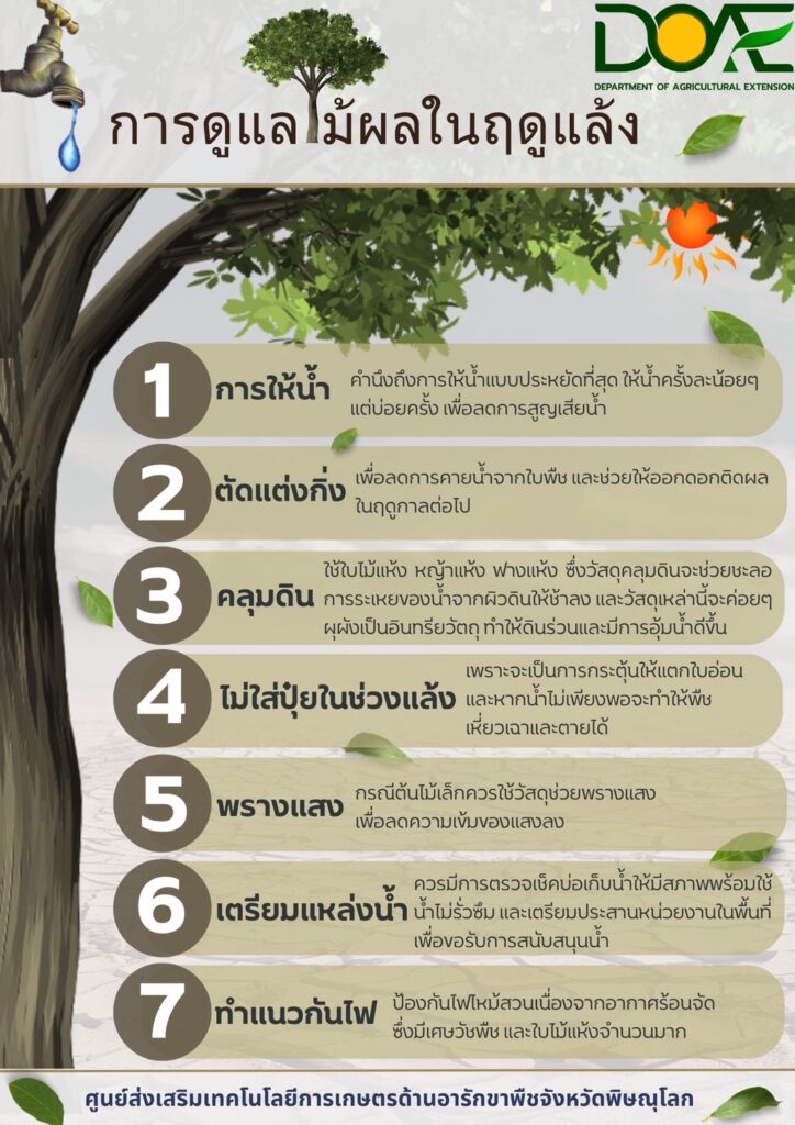 การดูแลไม้ผลในฤดูแล้ง