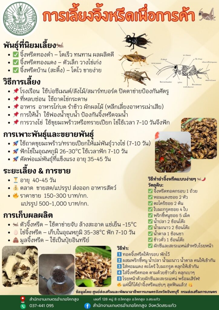 การเลี้ยงจิ้งหรีดเพื่อการค้า การเลี้ยงจิ้งหรีดเพื่อการค้า