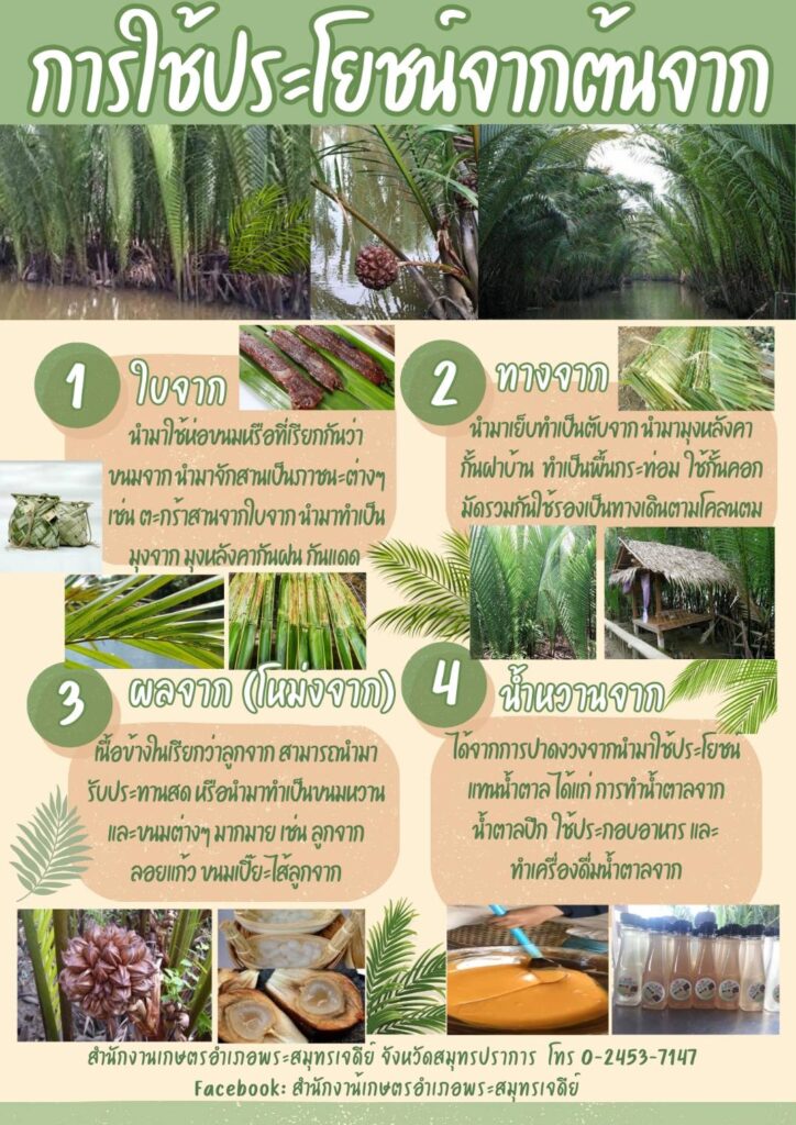 การใช้ประโยชน์จากต้นจาก