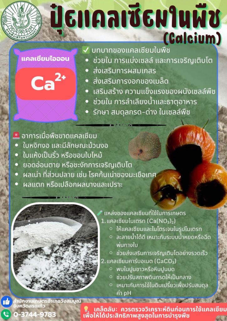 ปุ๋ยแคลเซียมในพืช (Calcium)
