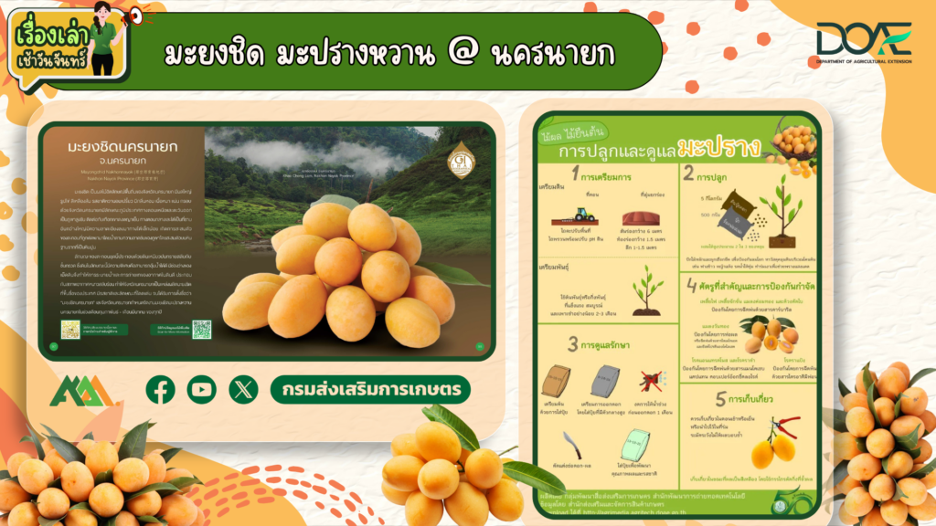 เรื่องเล่าเช้าวันจันทร์ "มะยงชิด มะปรางหวาน @นครนายก" เรื่องเล่าเช้าวันจันทร์ "มะยงชิด มะปรางหวาน @นครนายก"