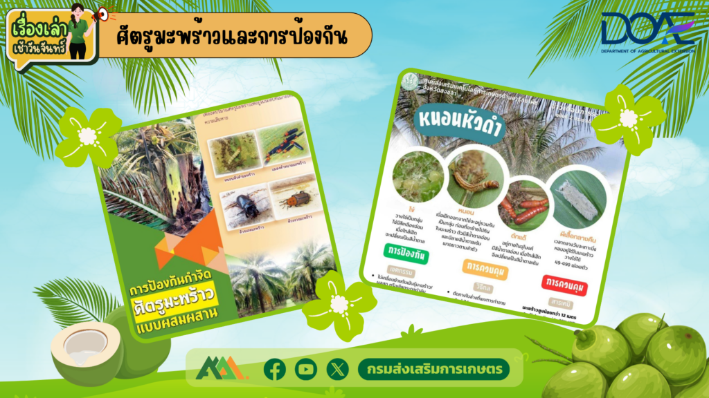 เรื่องเล่าเช้าวันจันทร์ "ศัตรูมะพร้าวและการป้องกัน" เรื่องเล่าเช้าวันจันทร์ "ศัตรูมะพร้าวและการป้องกัน"
