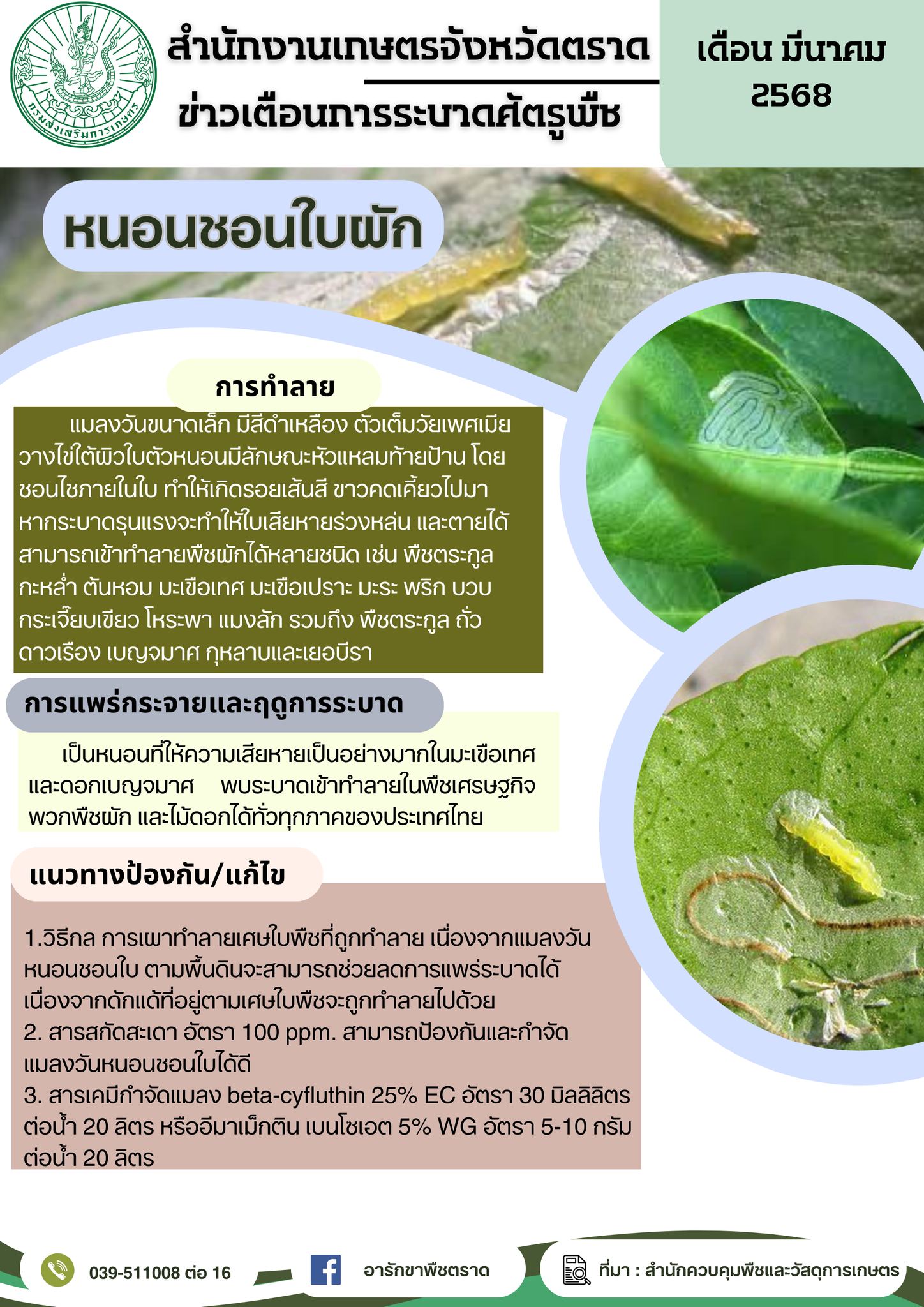 หนอนชอนใบผัก หนอนชอนใบผัก