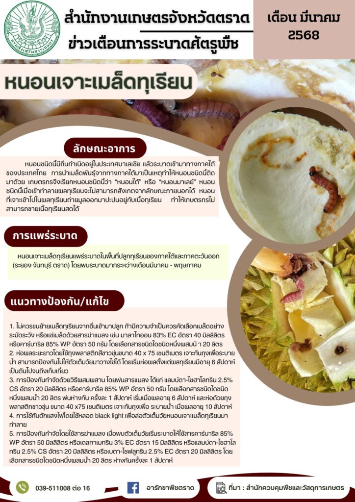 หนอนเจาะเมล็ดทุเรียน หนอนเจาะเมล็ดทุเรียน