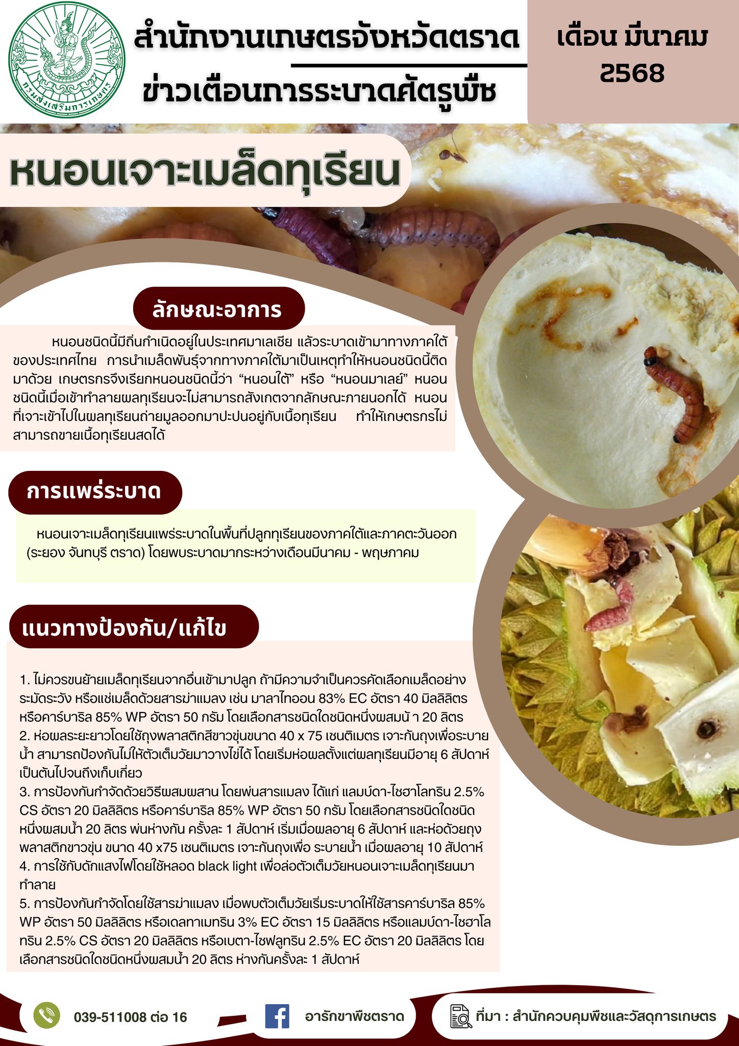 หนอนเจาะเมล็ดทุเรียน หนอนเจาะเมล็ดทุเรียน