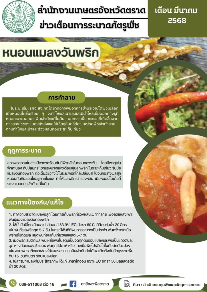 หนอนแมลงวันพริก