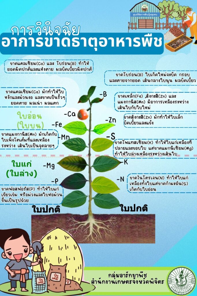 การวินิจฉัยอาการขาดธาตุอาหารพืช การวินิจฉัยอาการขาดธาตุอาหารพืช