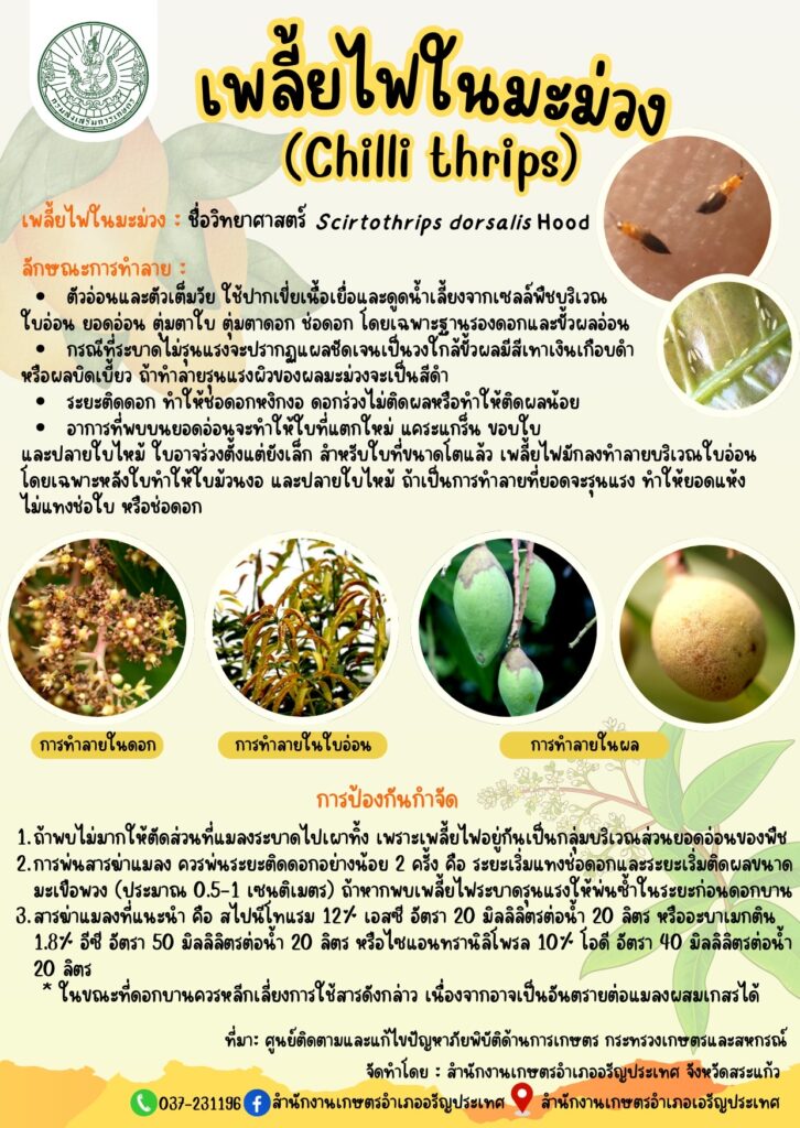 เพลี้ยไฟในมะม่วง (Chilli thrips) เพลี้ยไฟในมะม่วง (Chilli thrips)