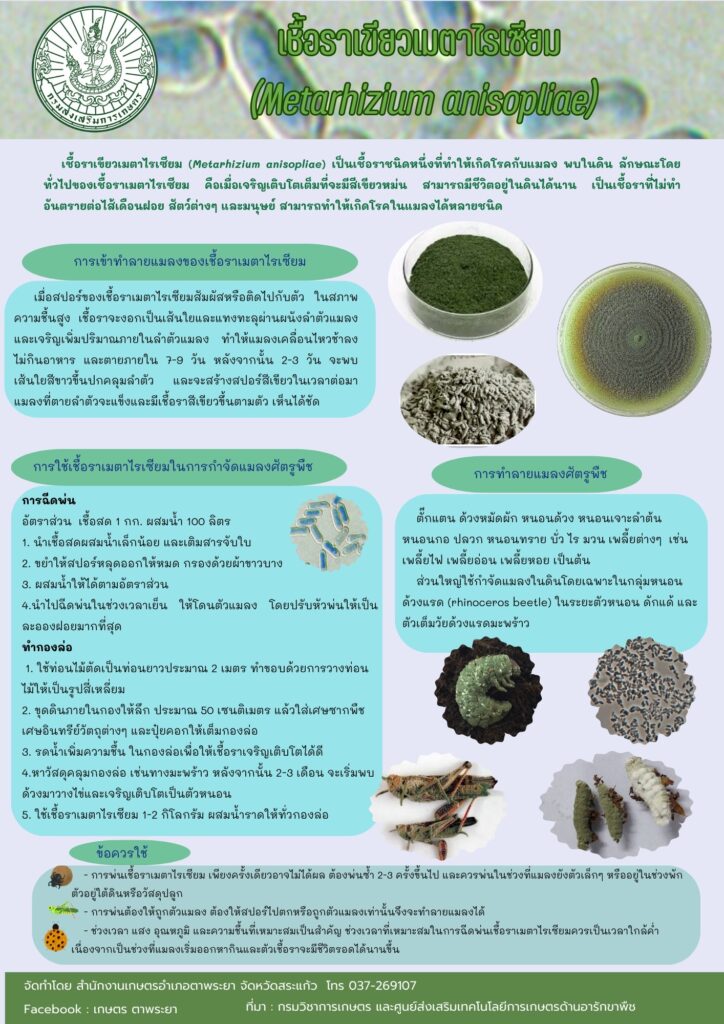 เชื้อราเขียวเมตาไรเซียม (Metarhizium anisopliae)