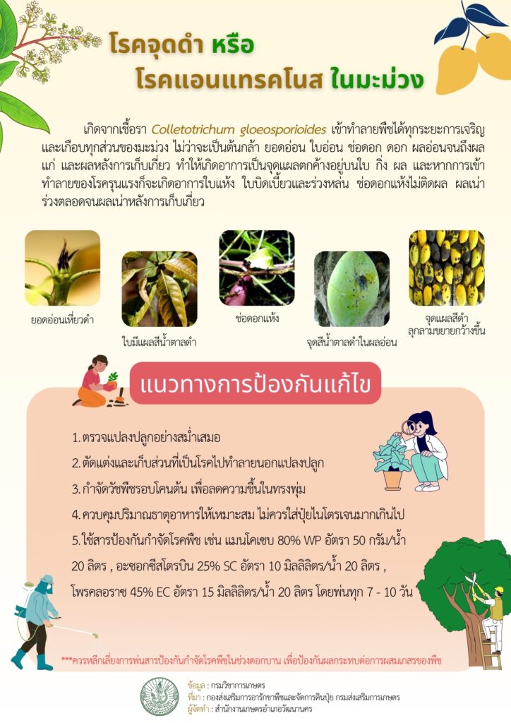 โรคจุดดำ หรือ โรคแอนแทรคโนสในมะม่วง โรคจุดดำ หรือ โรคแอนแทรคโนสในมะม่วง