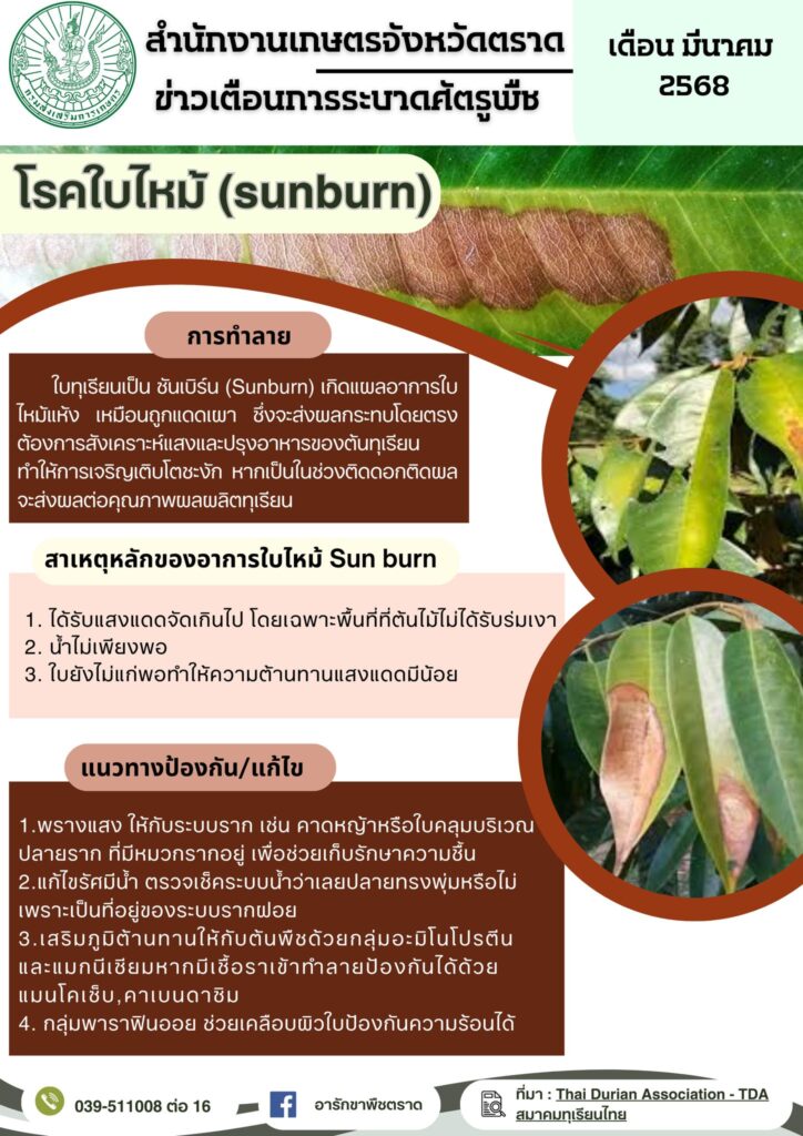 โรคใบไหม้ (sunburn)