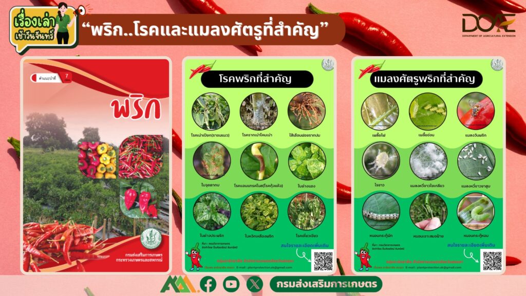 เรื่องเล่าเช้าวันจันทร์ "พริก..โรคและแมลงศัตรูที่สำคัญ" เรื่องเล่าเช้าวันจันทร์ "พริก..โรคและแมลงศัตรูที่สำคัญ"