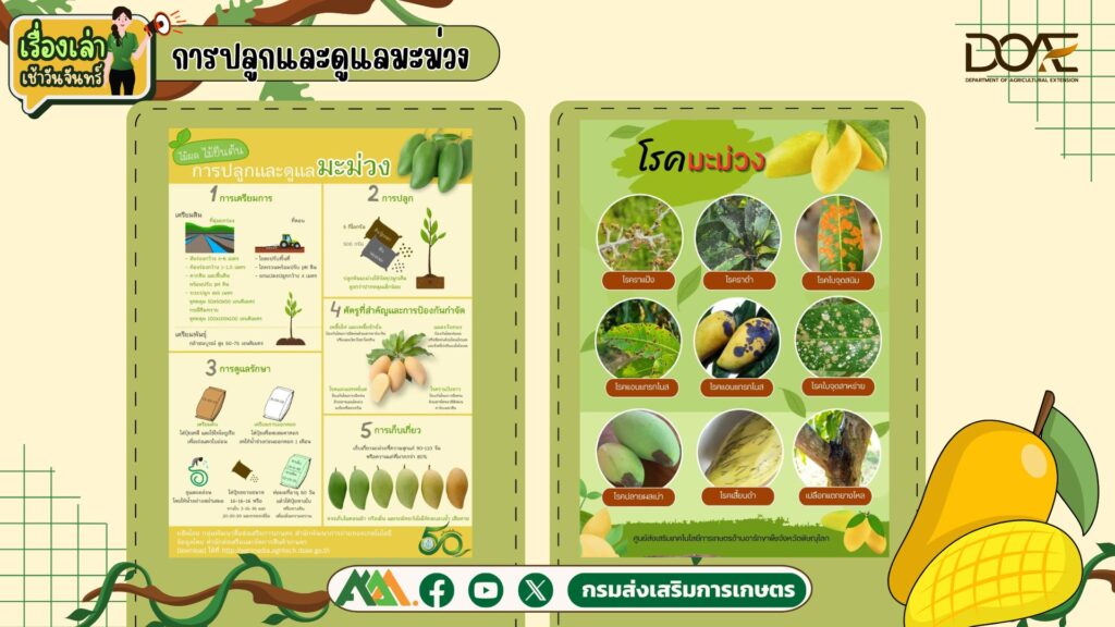 เรื่องเล่าเช้าวันจันทร์ "การปลูกและดูแลมะม่วง" เรื่องเล่าเช้าวันจันทร์ "การปลูกและดูแลมะม่วง"