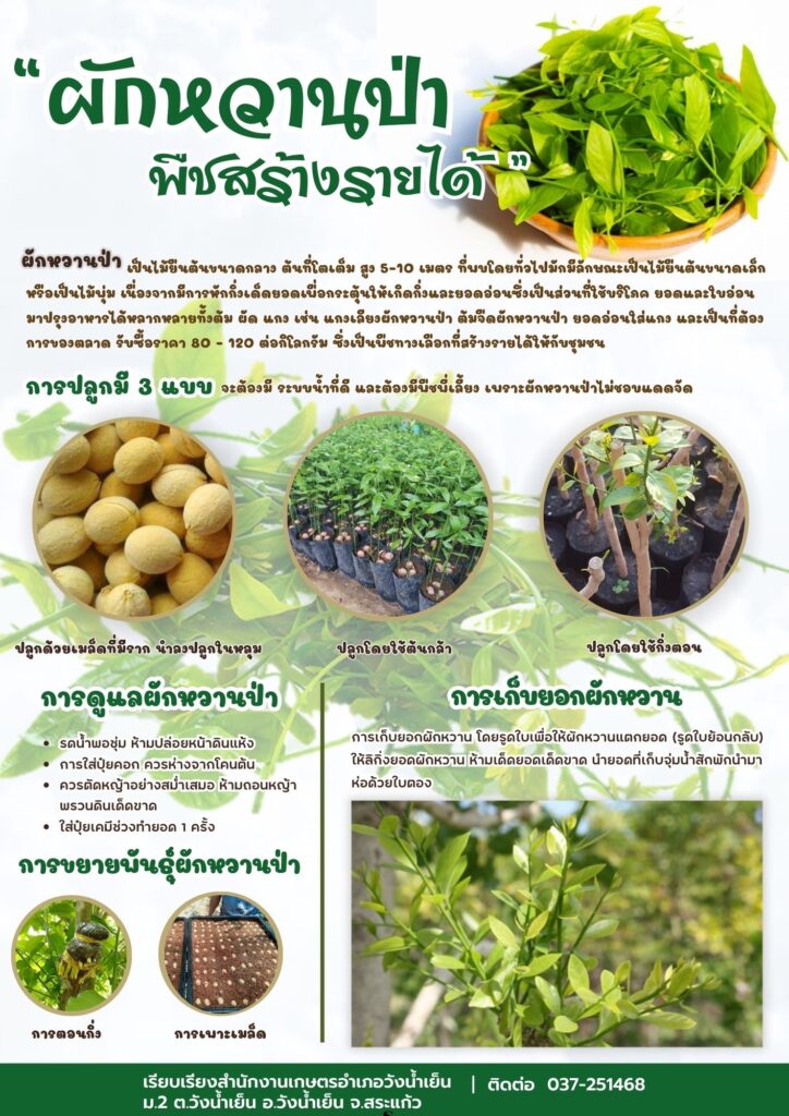 ผักหวานป่า พืชสร้างรายได้ ผักหวานป่า พืชสร้างรายได้