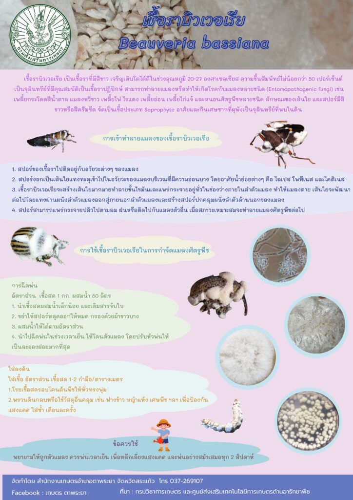 เชื้อราบิวเวอเรีย (Beauveria bassiana) เชื้อราบิวเวอเรีย (Beauveria bassiana)