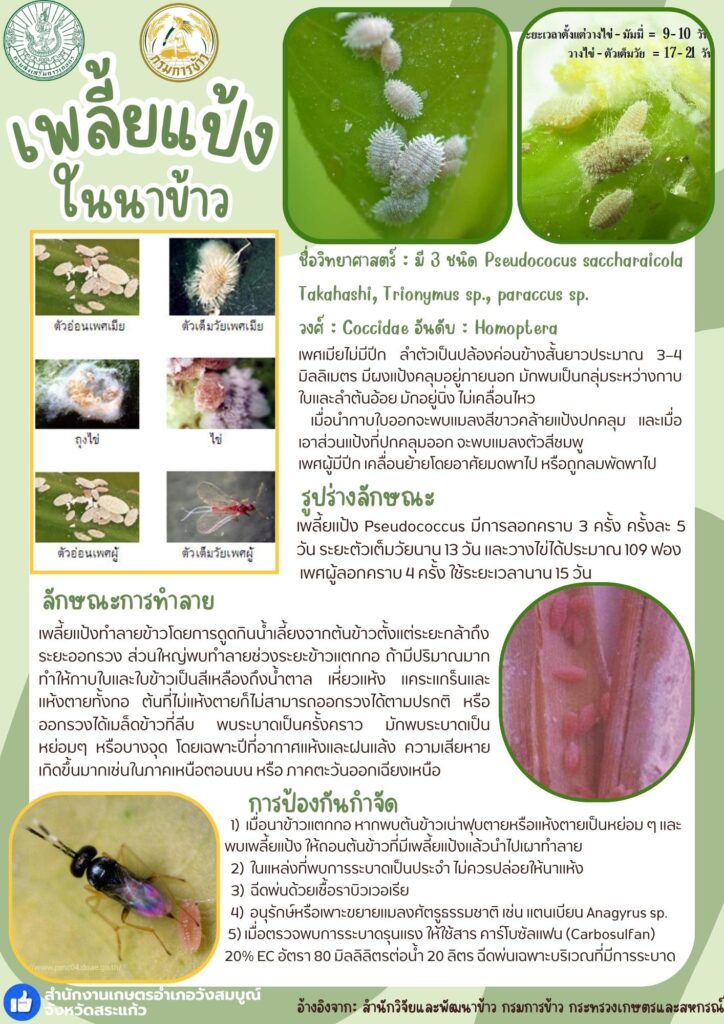 เพลี้ยแป้งในนาข้าว เพลี้ยแป้งในนาข้าว
