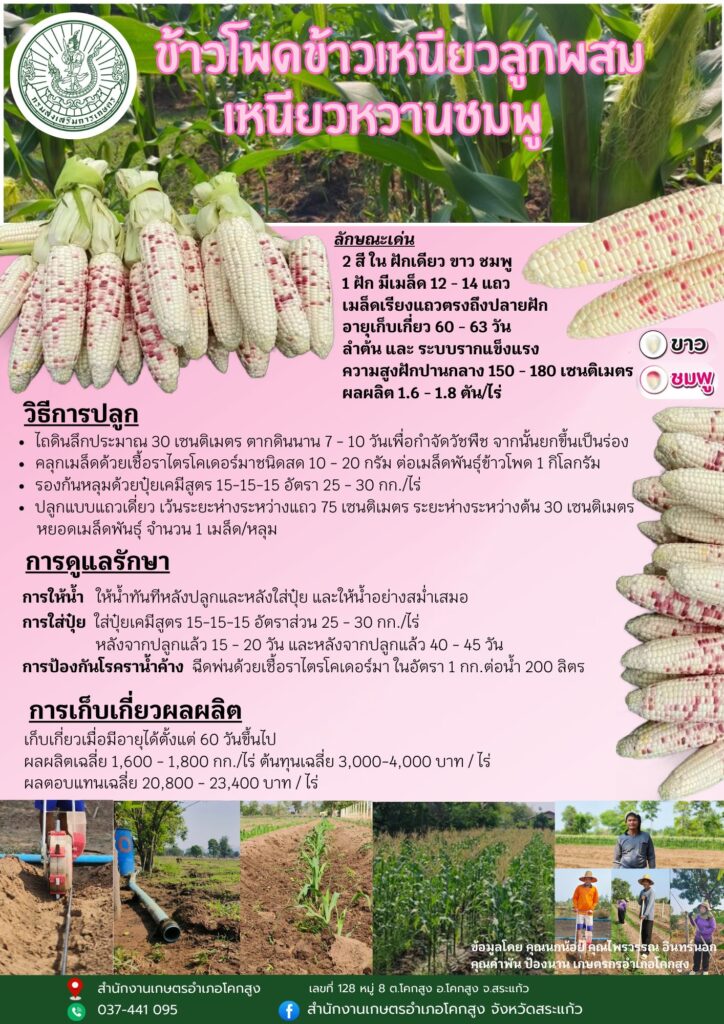 ข้าวโพดข้าวเหนียวลูกผสม เหนียวหวานชมพู ข้าวโพดข้าวเหนียวลูกผสม เหนียวหวานชมพู