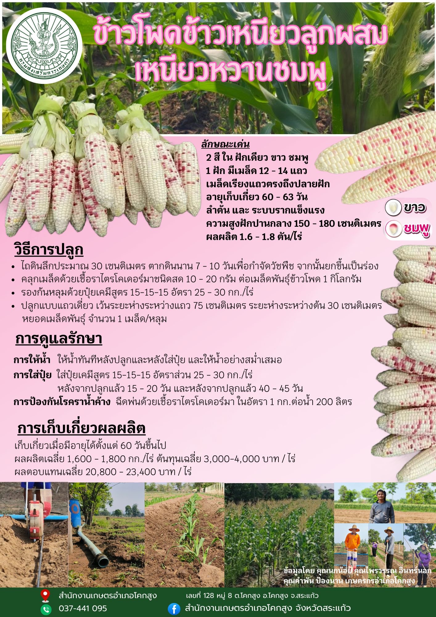ข้าวโพดข้าวเหนียวลูกผสม เหนียวหวานชมพู ข้าวโพดข้าวเหนียวลูกผสม เหนียวหวานชมพู