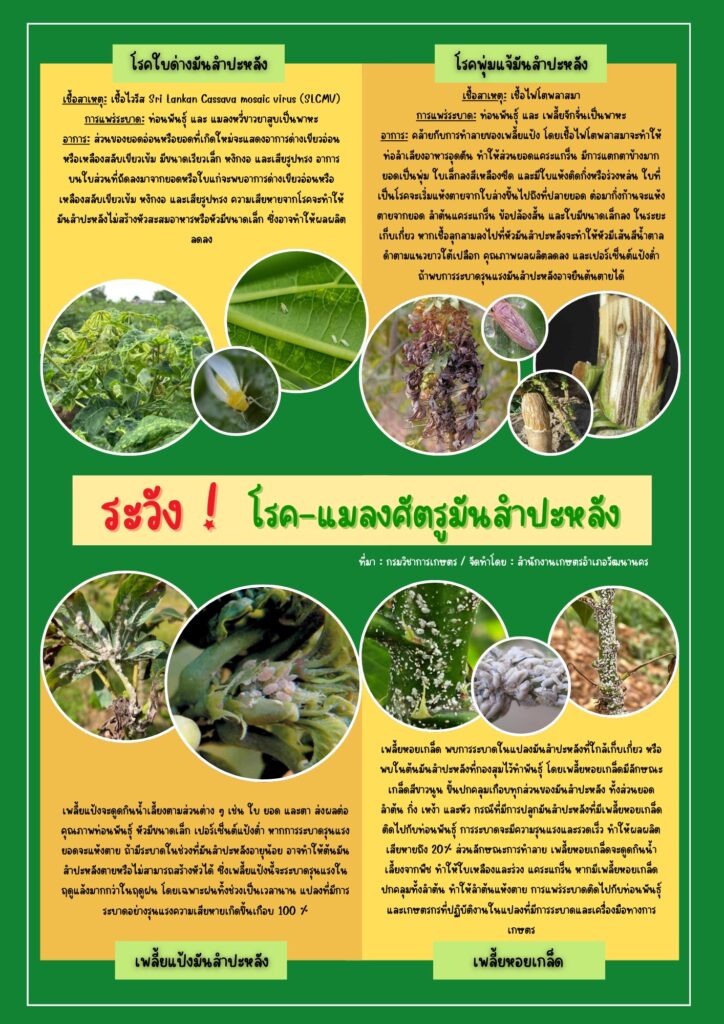ระวัง! โรค-แมลงศัตรูมันสำปะหลัง