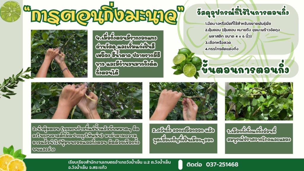 การตอนกิ่งมะนาว การตอนกิ่งมะนาว