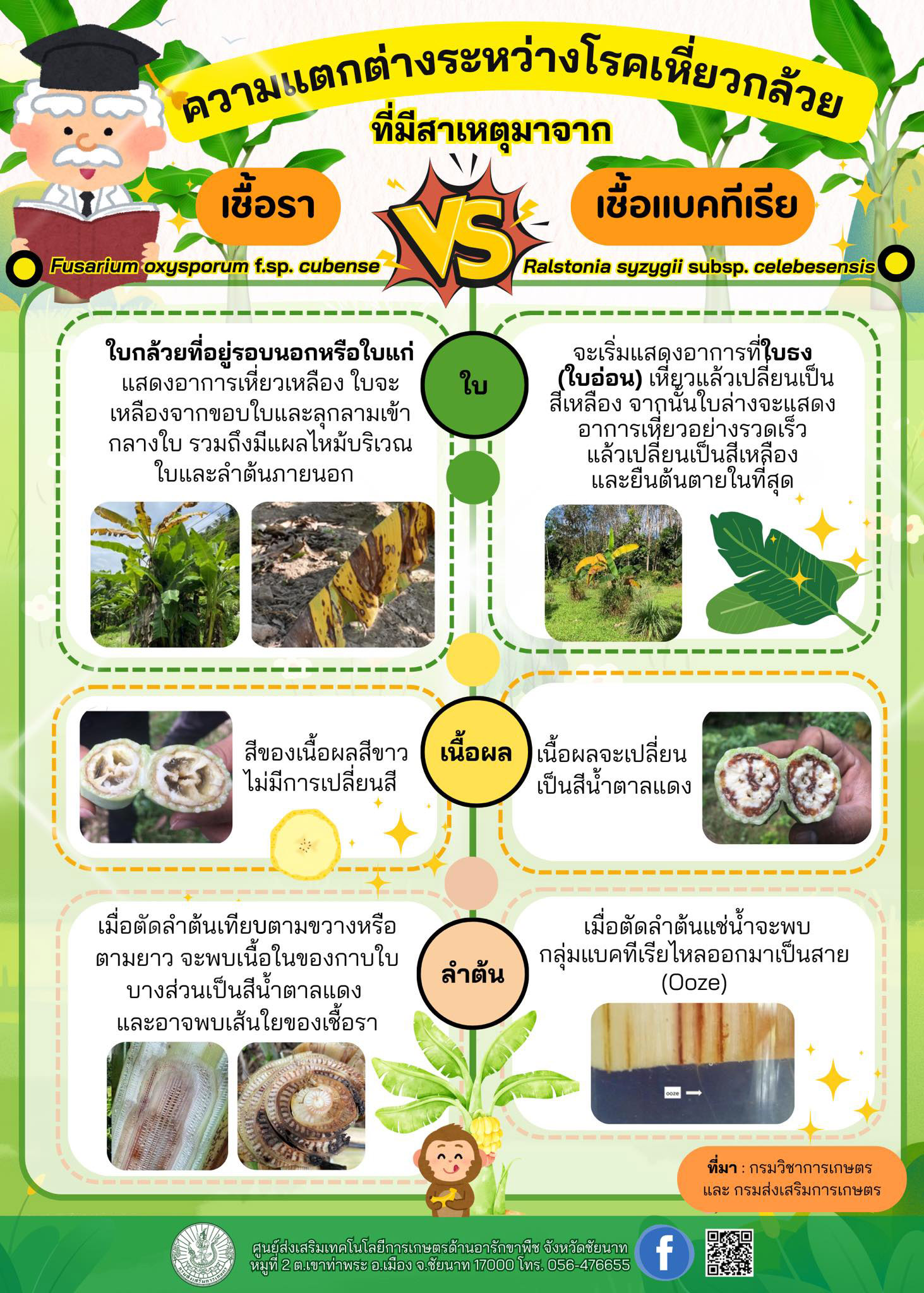 ความแตกต่างระหว่างโรคเหี่ยวกล้วยที่มีสาเหตุมาจากเชื้อราและเชื้อแบคทีเรีย ความแตกต่างระหว่างโรคเหี่ยวกล้วยที่มีสาเหตุมาจากเชื้อราและเชื้อแบคทีเรีย