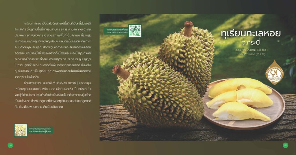 ทุเรียนทะเลหอย จ.กระบี่ GI ทุเรียนทะเลหอย จ.กระบี่ GI