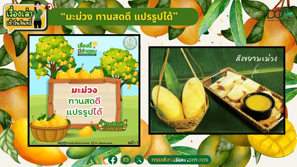 เรื่องเล่าเช้าวันจันทร์ "มะม่วง ทานสดดี แปรรูปได้" เรื่องเล่าเช้าวันจันทร์ "มะม่วง ทานสดดี แปรรูปได้"