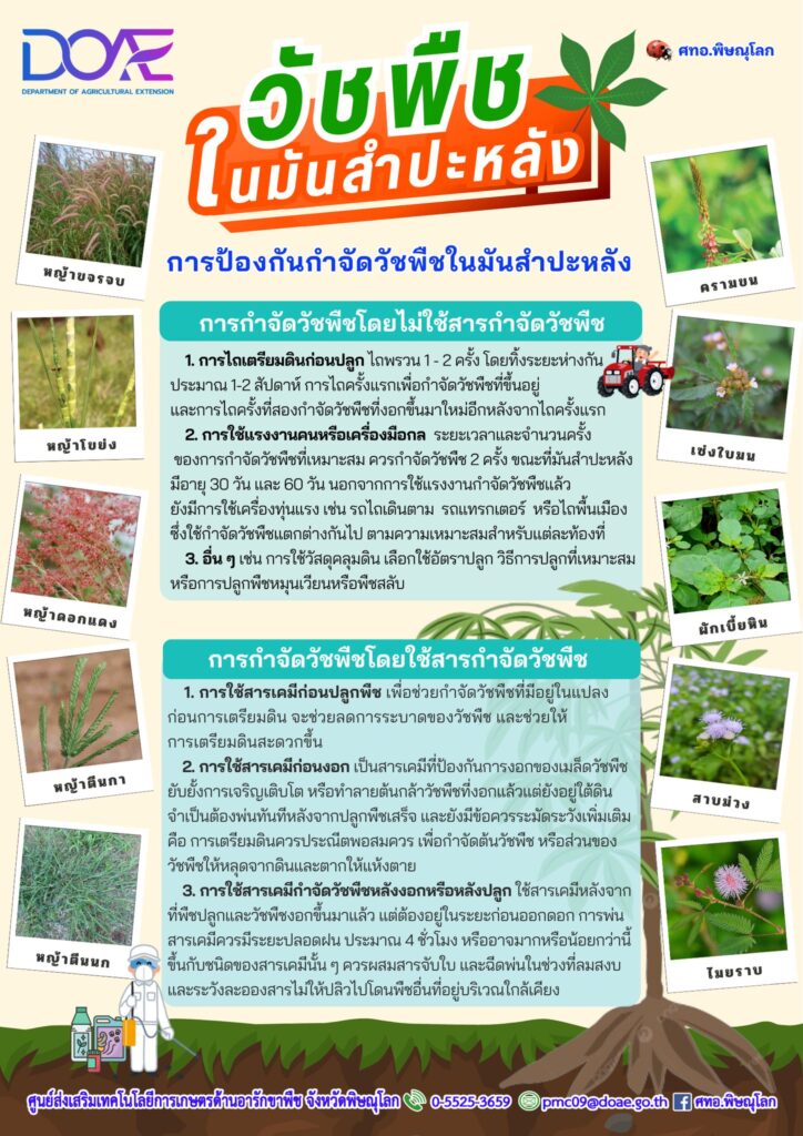 วัชพืชในมันสำปะหลัง การป้องกันกำจัดวัชพืชในมันสำปะหลัง วัชพืชในมันสำปะหลัง การป้องกันกำจัดวัชพืชในมันสำปะหลัง