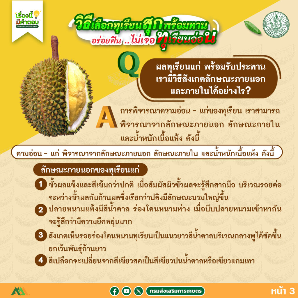 57. วิธีเลือกทุเรียนสุกพร้อมทาน อร่อยฟิน..ไม่เจอทุเรียนอ่อน 57. วิธีเลือกทุเรียนสุกพร้อมทาน อร่อยฟิน..ไม่เจอทุเรียนอ่อน