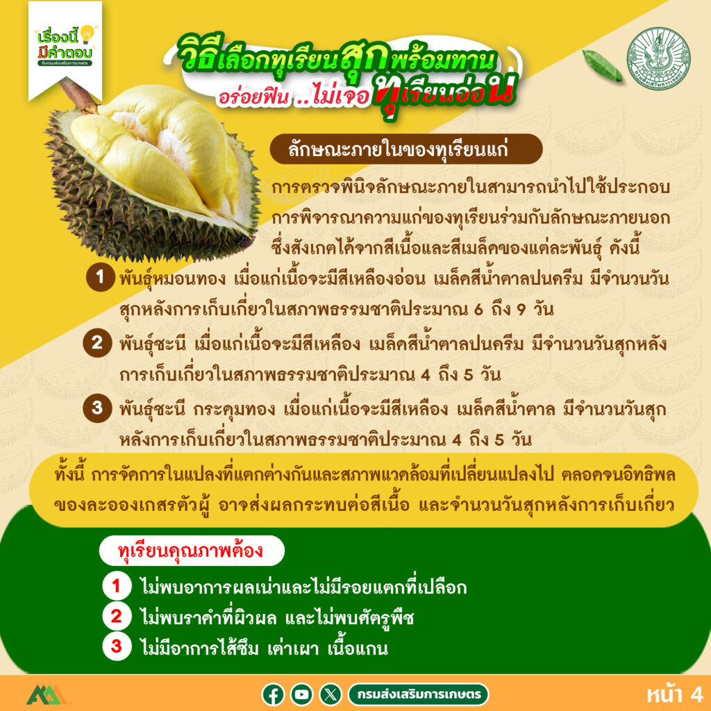 57. วิธีเลือกทุเรียนสุกพร้อมทาน อร่อยฟิน..ไม่เจอทุเรียนอ่อน 57. วิธีเลือกทุเรียนสุกพร้อมทาน อร่อยฟิน..ไม่เจอทุเรียนอ่อน