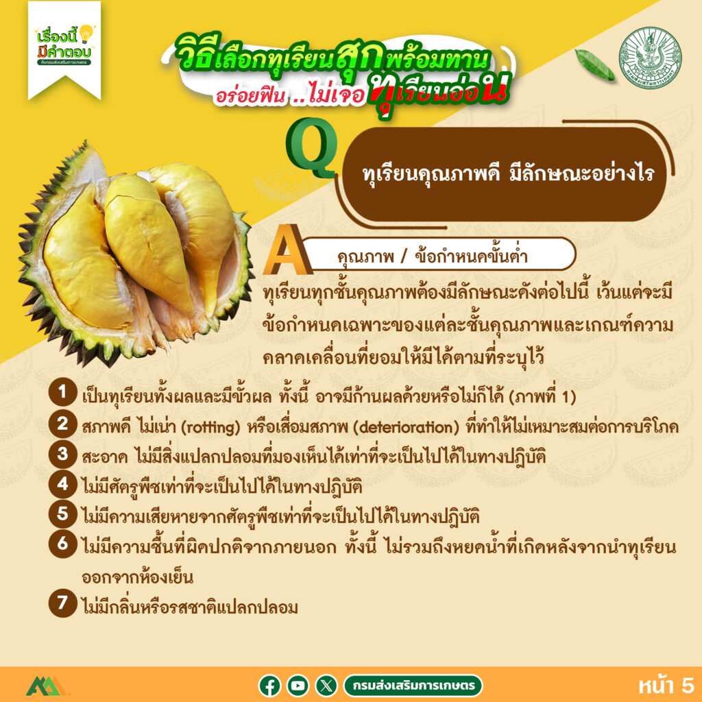 57. วิธีเลือกทุเรียนสุกพร้อมทาน อร่อยฟิน..ไม่เจอทุเรียนอ่อน 57. วิธีเลือกทุเรียนสุกพร้อมทาน อร่อยฟิน..ไม่เจอทุเรียนอ่อน