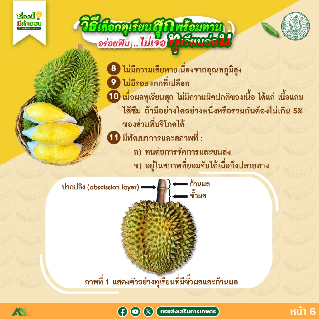 57. วิธีเลือกทุเรียนสุกพร้อมทาน อร่อยฟิน..ไม่เจอทุเรียนอ่อน 57. วิธีเลือกทุเรียนสุกพร้อมทาน อร่อยฟิน..ไม่เจอทุเรียนอ่อน