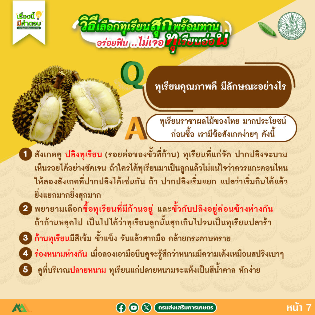 57. วิธีเลือกทุเรียนสุกพร้อมทาน อร่อยฟิน..ไม่เจอทุเรียนอ่อน 57. วิธีเลือกทุเรียนสุกพร้อมทาน อร่อยฟิน..ไม่เจอทุเรียนอ่อน