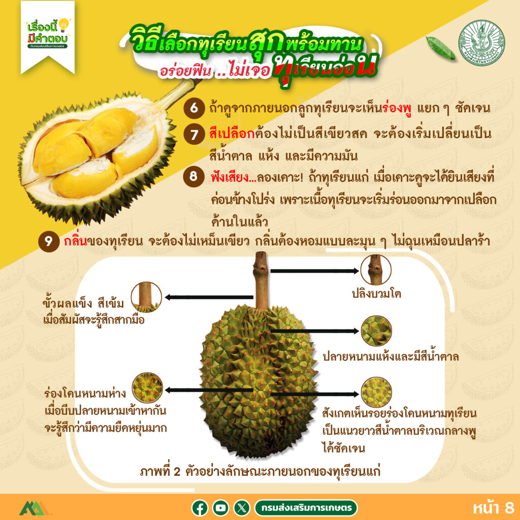 57. วิธีเลือกทุเรียนสุกพร้อมทาน อร่อยฟิน..ไม่เจอทุเรียนอ่อน 57. วิธีเลือกทุเรียนสุกพร้อมทาน อร่อยฟิน..ไม่เจอทุเรียนอ่อน