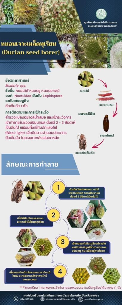 หนอนเจาะเมล็ดทุเรียน (Durian seed borer) หนอนเจาะเมล็ดทุเรียน (Durian seed borer)