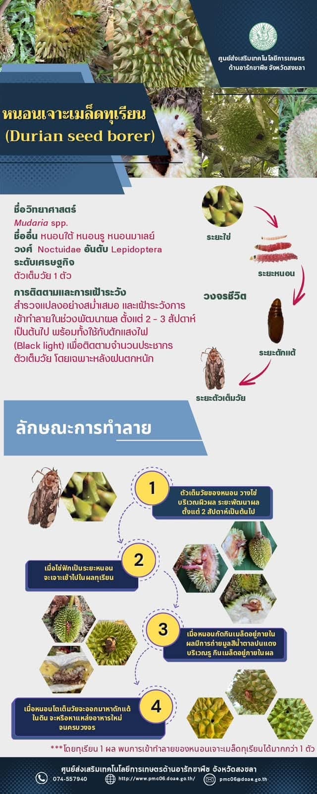 หนอนเจาะเมล็ดทุเรียน (Durian seed borer) หนอนเจาะเมล็ดทุเรียน (Durian seed borer)