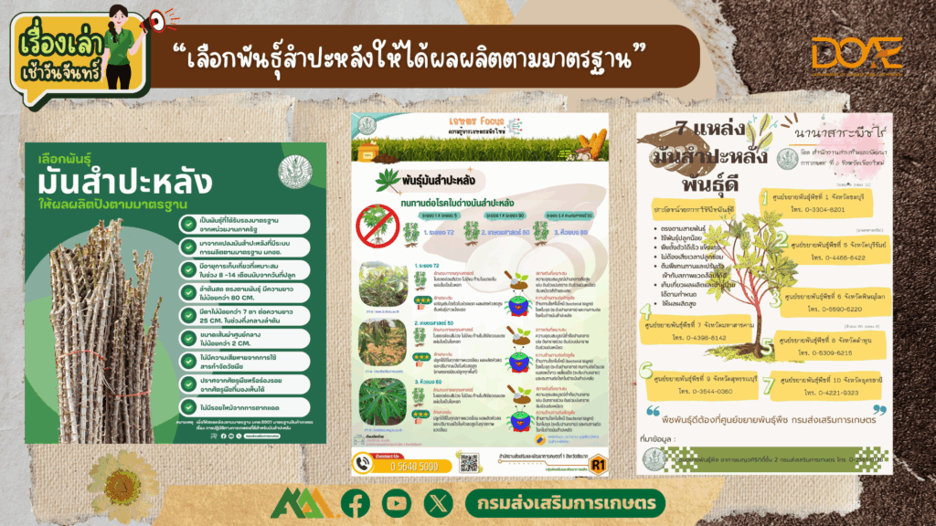 เรื่องเล่าเช้าวันจันทร์ "เลือกพันธุ์มันสำปะหลังให้ได้ผลผลิตตามมาตรฐาน" เรื่องเล่าเช้าวันจันทร์ "เลือกพันธุ์มันสำปะหลังให้ได้ผลผลิตตามมาตรฐาน"
