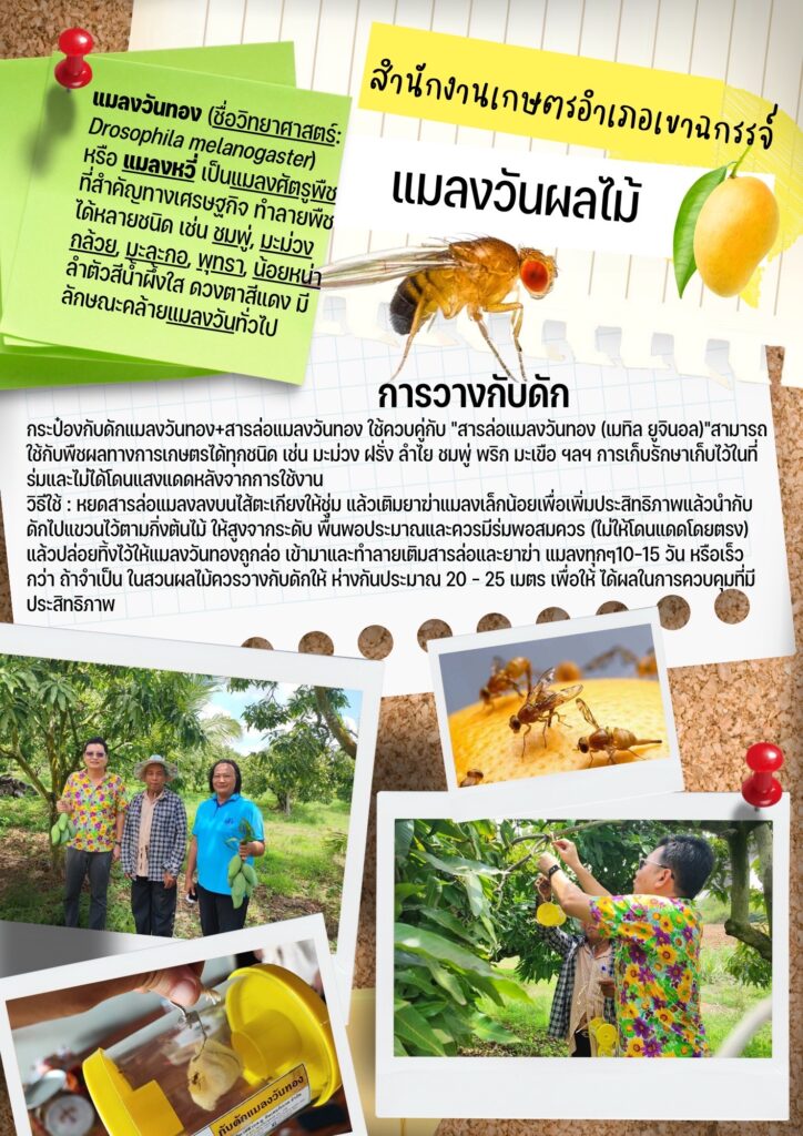 แมลงวันผลไม้ แมลงวันผลไม้