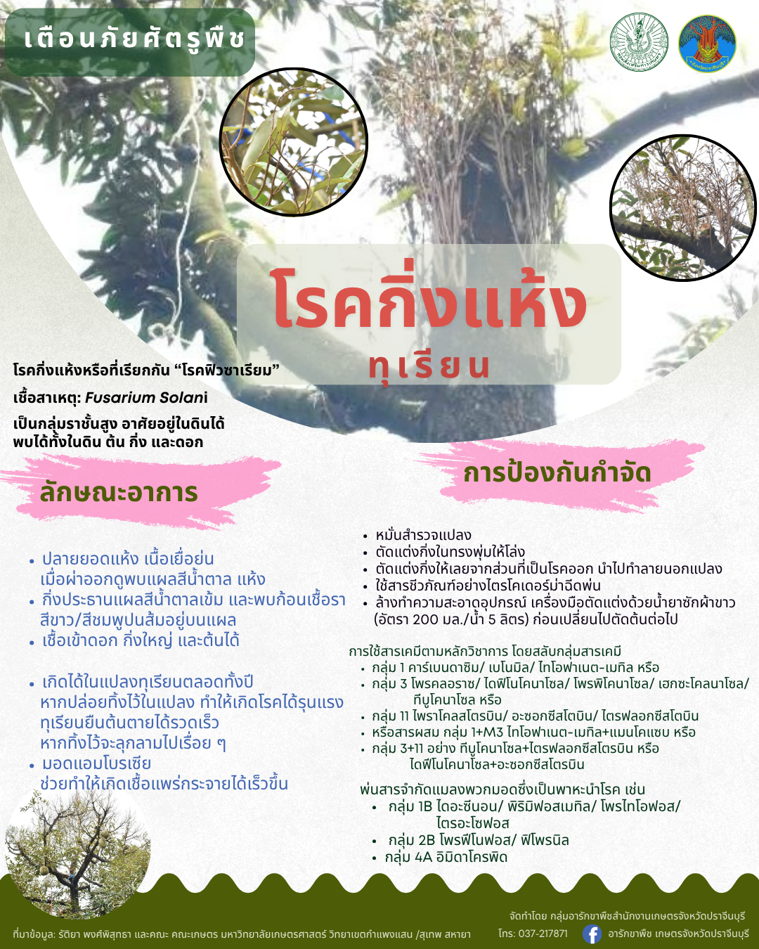 โรคกิ่งแห้งทุเรียน โรคกิ่งแห้งทุเรียน