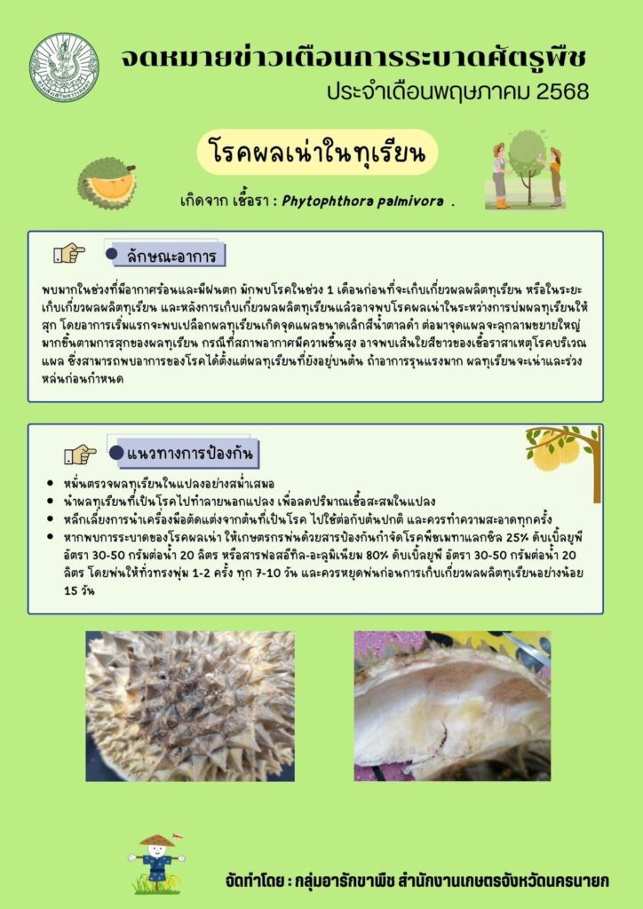 โรคผลเน่าในทุเรียน โรคผลเน่าในทุเรียน