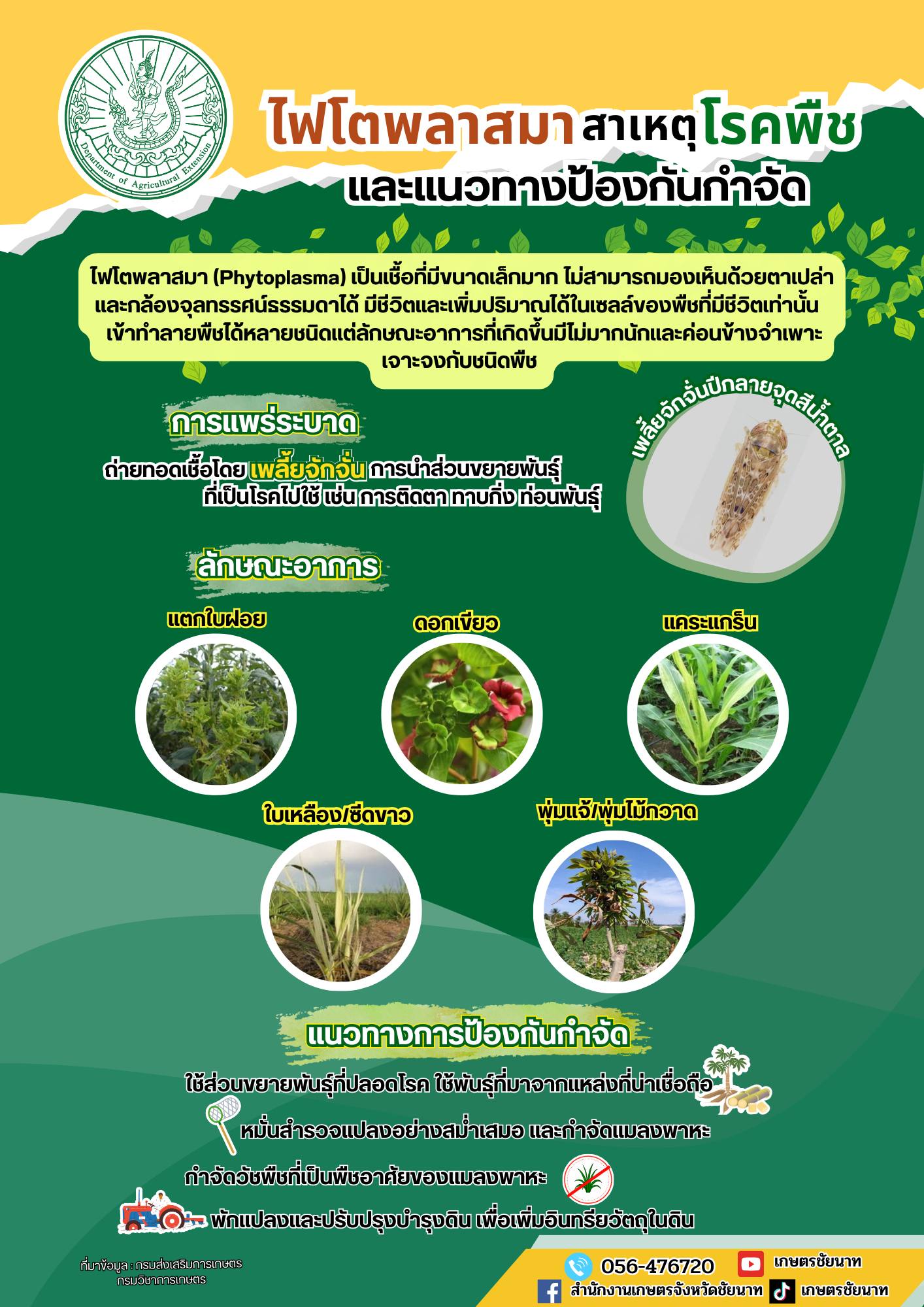 ไฟโตพลาสมา สาเหตุโรคพืชและแนวทางป้องกันกำจัด ไฟโตพลาสมา สาเหตุโรคพืชและแนวทางป้องกันกำจัด