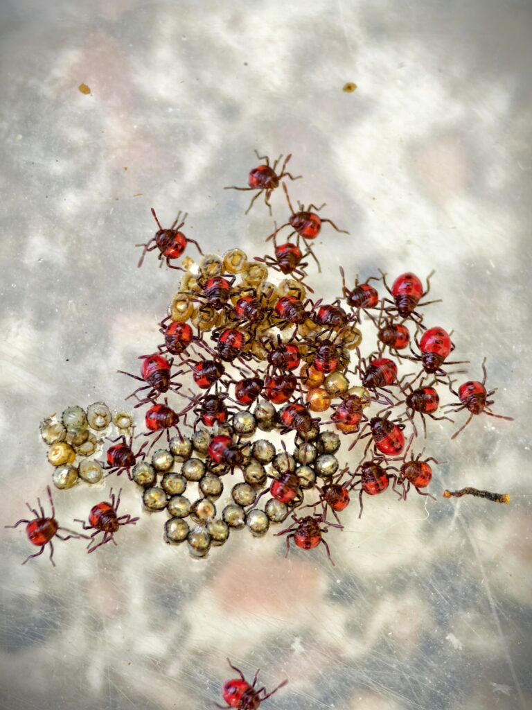 มวนพิฆาต (Predatory Stink bug) มวนพิฆาต (Predatory Stink bug)
