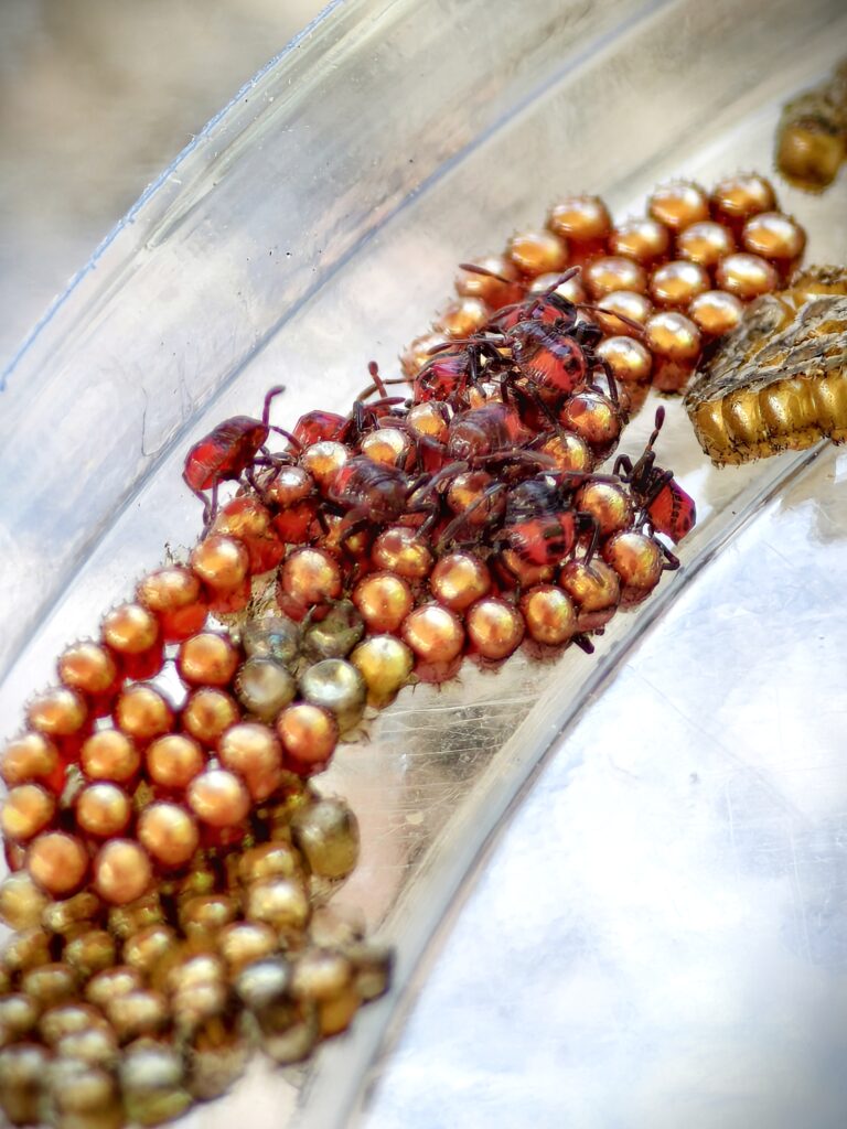 มวนพิฆาต (Predatory Stink bug) มวนพิฆาต (Predatory Stink bug)