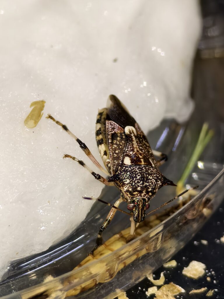 มวนพิฆาต (Predatory Stink bug) มวนพิฆาต (Predatory Stink bug)