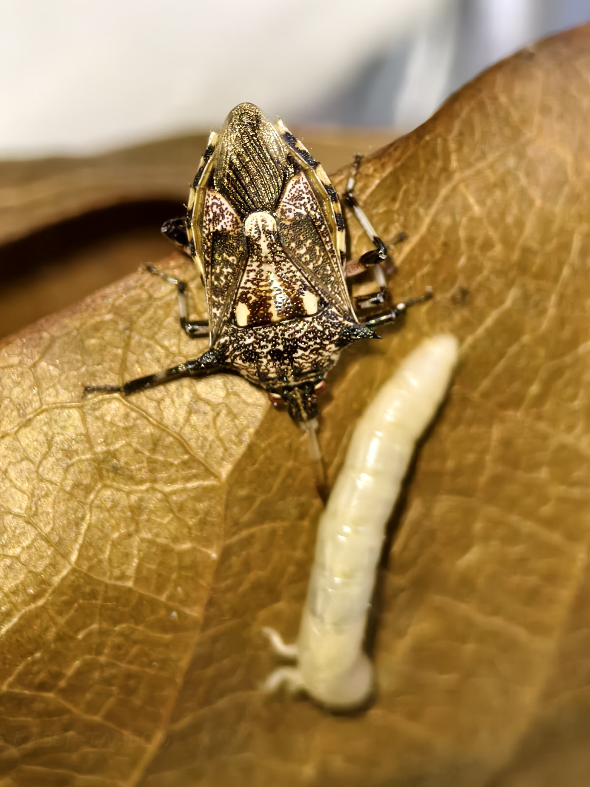 มวนพิฆาต (Predatory Stink bug) มวนพิฆาต (Predatory Stink bug)