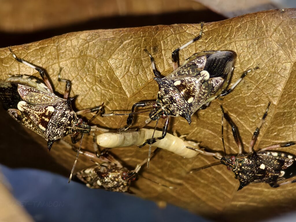 มวนพิฆาต (Predatory Stink bug) มวนพิฆาต (Predatory Stink bug)