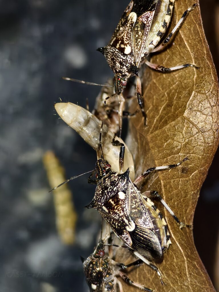 มวนพิฆาต (Predatory Stink bug) มวนพิฆาต (Predatory Stink bug)