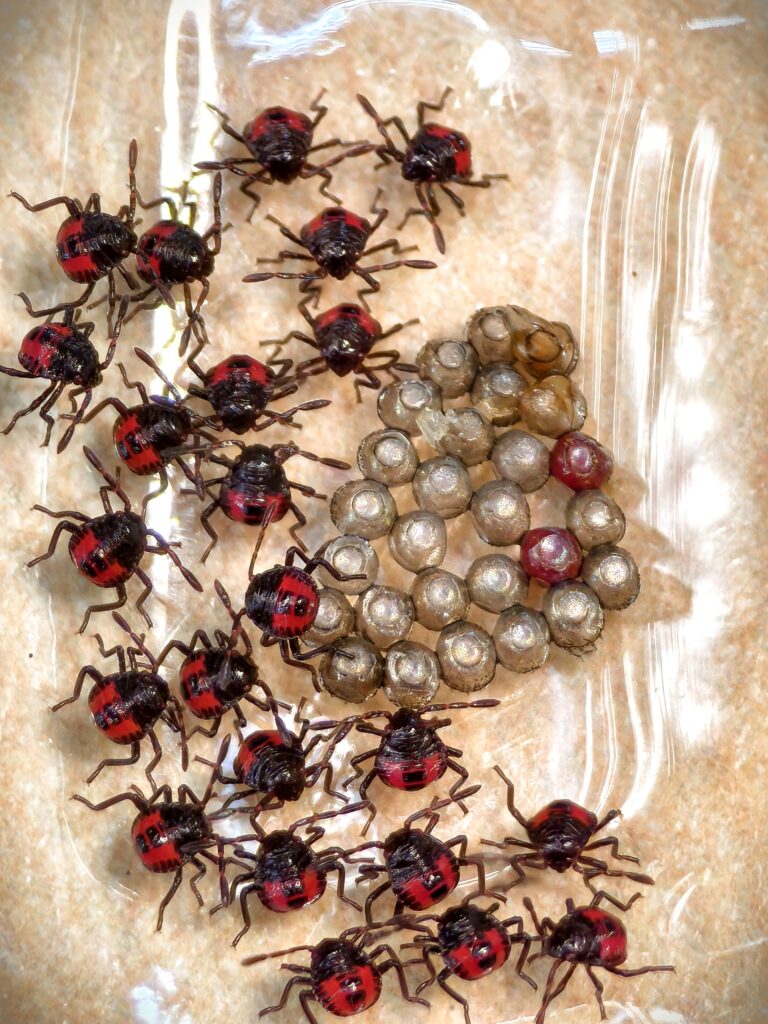 มวนพิฆาต (Predatory Stink bug) มวนพิฆาต (Predatory Stink bug)